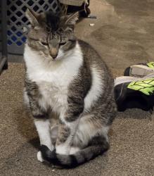 Lost Male Cat last seen Davidson/ Major ave, Madison, WI 53716