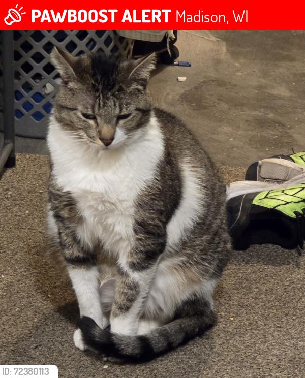Lost Male Cat last seen Davidson/ Major ave, Madison, WI 53716