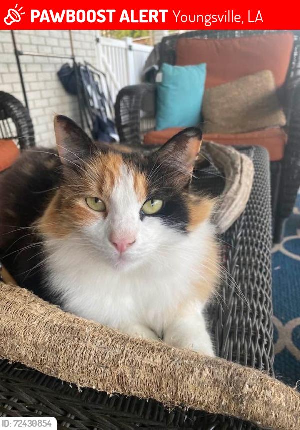 Lost Female Cat last seen Fortune Road and Bonin Road, Youngsville, LA 70592