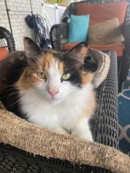 Lost Female Cat last seen Fortune Road and Bonin Road, Youngsville, LA 70592