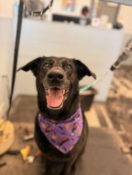 Lost Female Dog last seen Wyoming and Central Four hills, Albuquerque, NM 87123