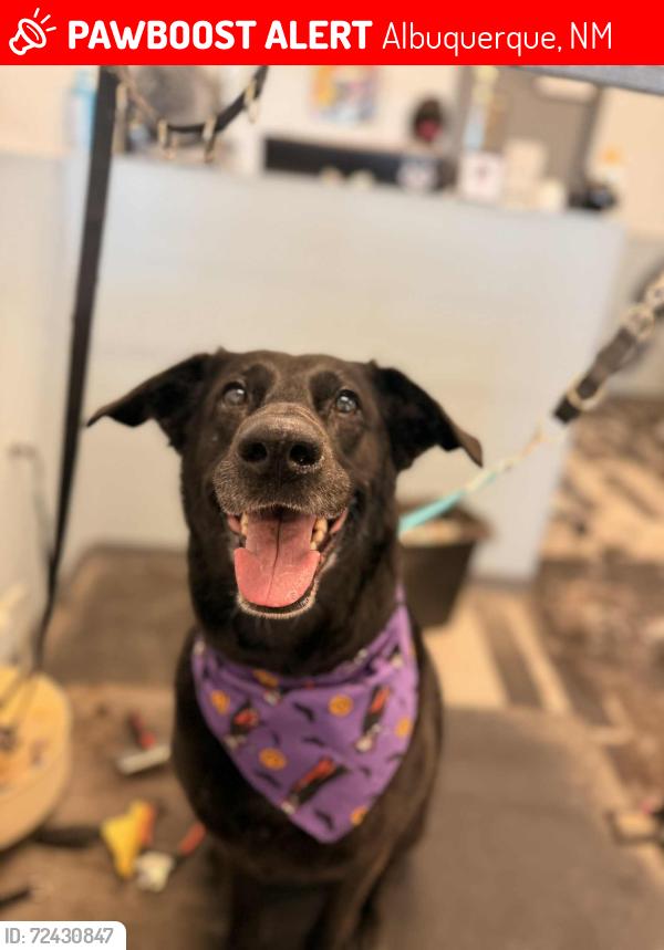 Lost Female Dog last seen Wyoming and Central Four hills, Albuquerque, NM 87123