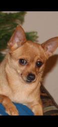 Lost Female Dog last seen Patrick elementary school (furlong drive & triple crown), Grand Prairie, TX 75051