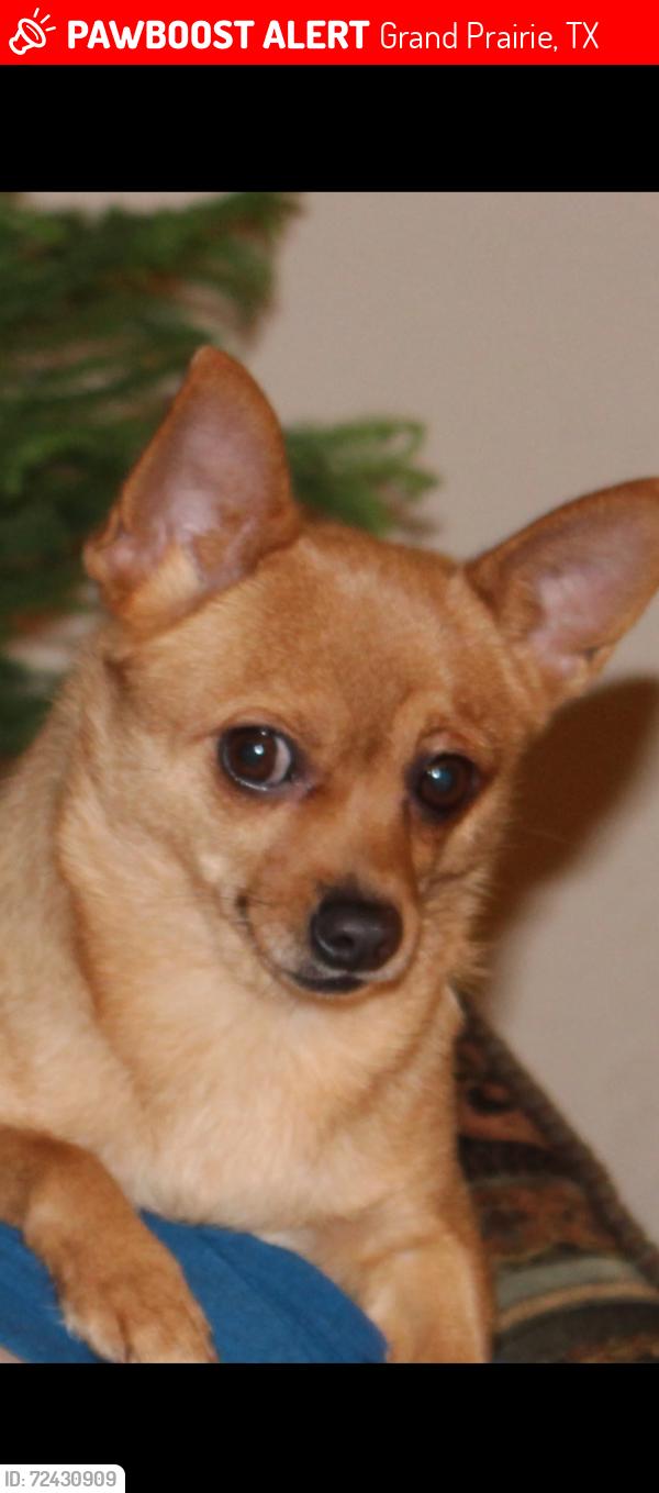 Lost Female Dog last seen Patrick elementary school (furlong drive & triple crown), Grand Prairie, TX 75051