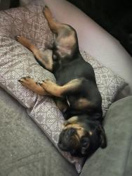 Lost Male Dog last seen Sheep creek and del rosa, Phelan, CA 92371