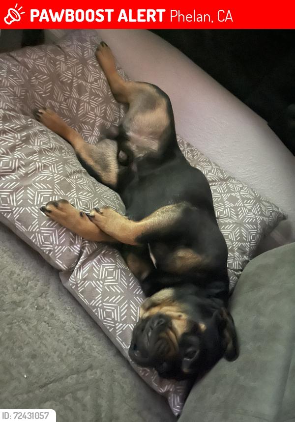 Lost Male Dog last seen Sheep creek and del rosa, Phelan, CA 92371