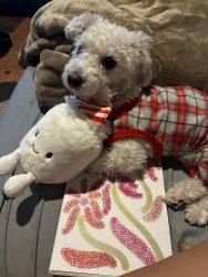 Lost Male Dog last seen East 16th street , Brooklyn, NY 11226