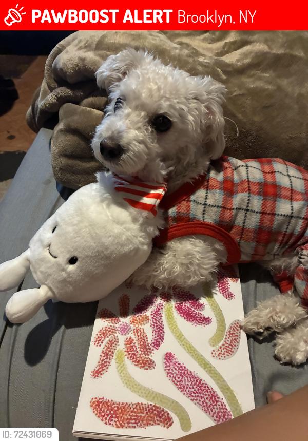 Lost Male Dog last seen East 16th street , Brooklyn, NY 11226