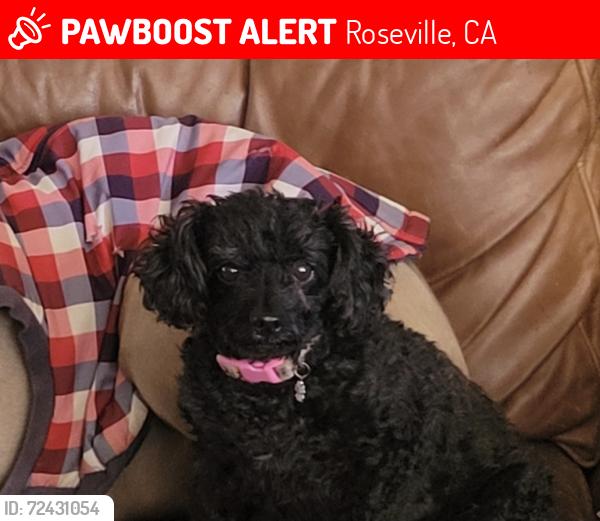 Lost Female Dog last seen Baseline & Milnes , Roseville, CA 95747