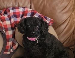 Lost Female Dog last seen Baseline & Milnes , Roseville, CA 95747