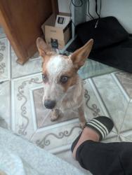 Lost Male Dog last seen Belmont nursery , Fresno, CA 93737
