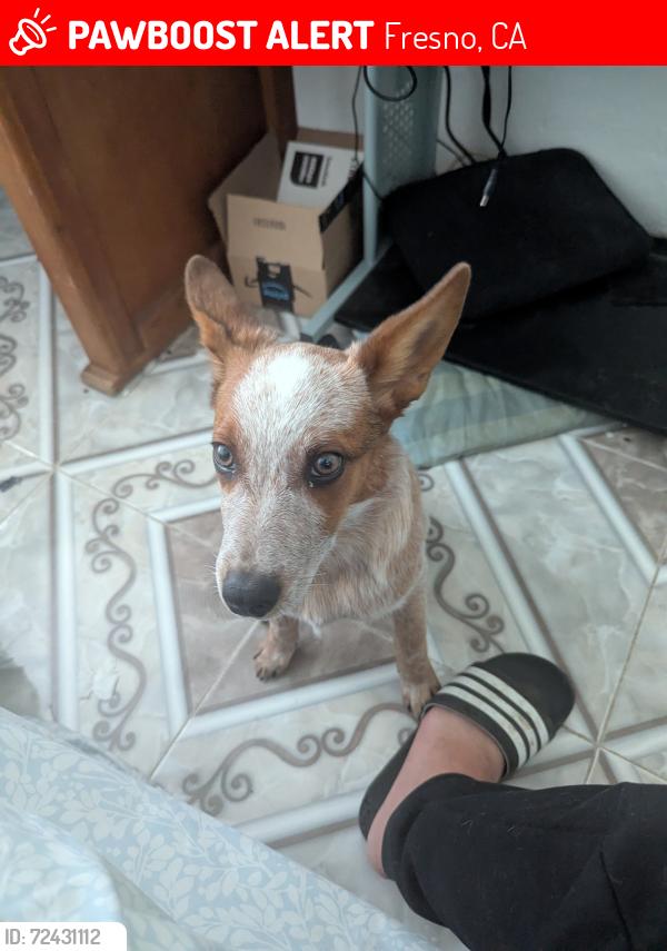 Lost Male Dog last seen Belmont nursery , Fresno, CA 93737