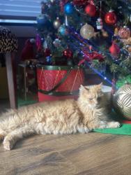 Lost Female Cat last seen Berryville pike , Winchester, VA 22601