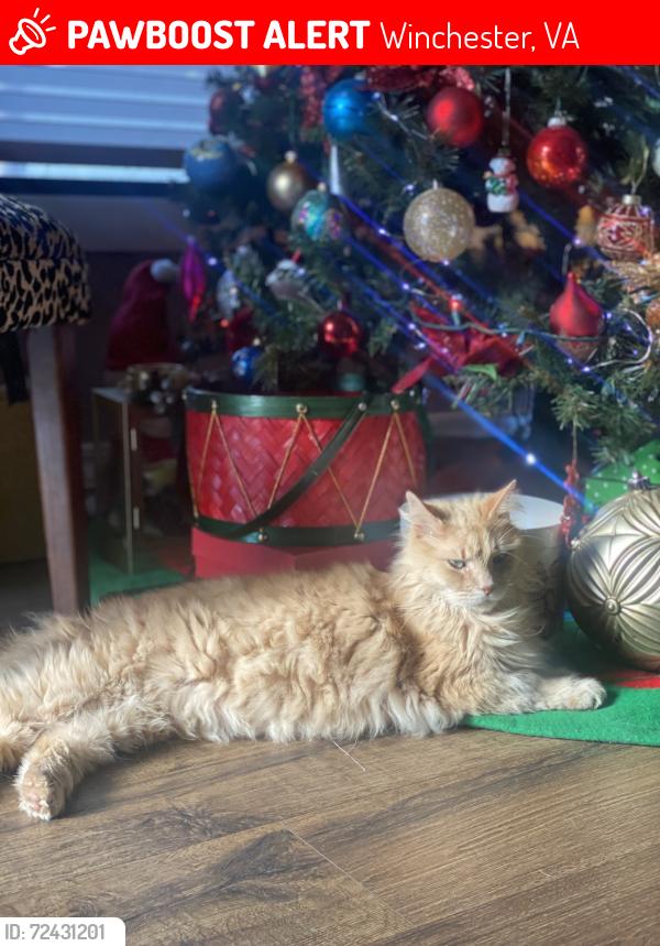 Lost Female Cat last seen Berryville pike , Winchester, VA 22601