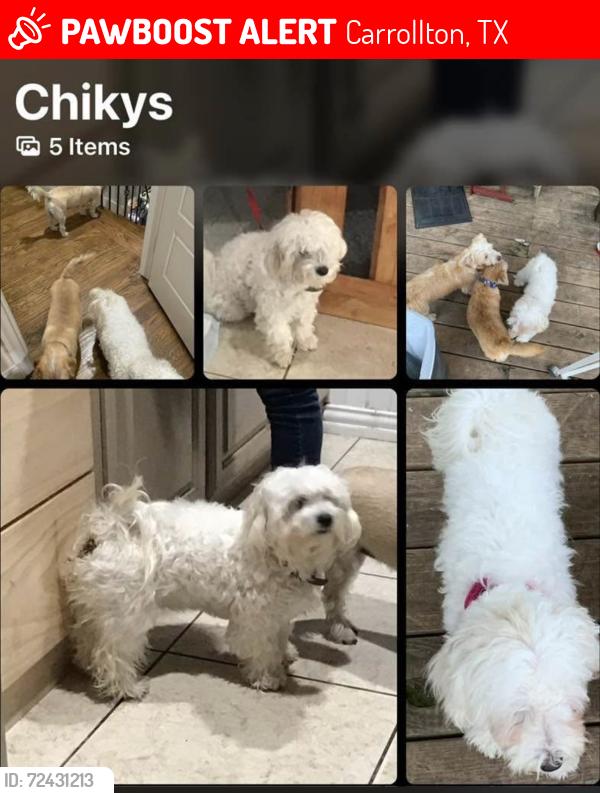 Lost Female Dog last seen Carrollton tx , Carrollton, TX 75006