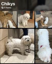 Lost Female Dog last seen Carrollton tx , Carrollton, TX 75006