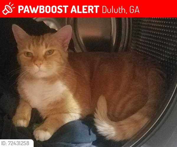 Lost Male Cat last seen Davenport Rd, Duluth, GA 30096