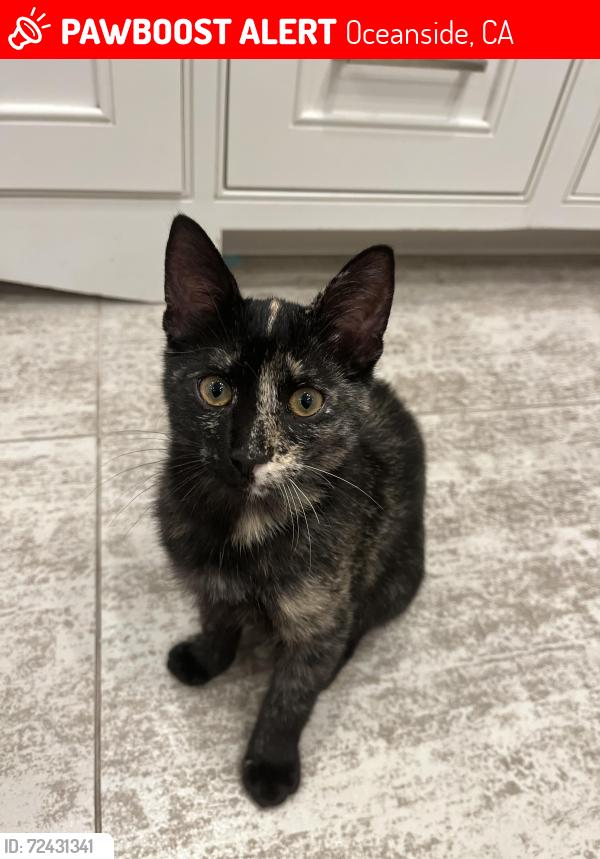 Lost Female Cat last seen Hogan Way, Oceanside, CA 92056
