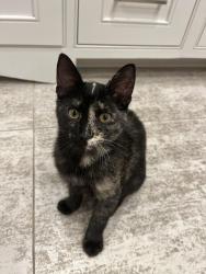 Lost Female Cat last seen Hogan Way, Oceanside, CA 92056