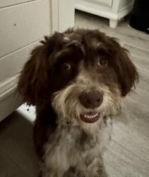 Lost Male Dog last seen Loma Linda & Jeffrey , Bakersfield, CA 93305