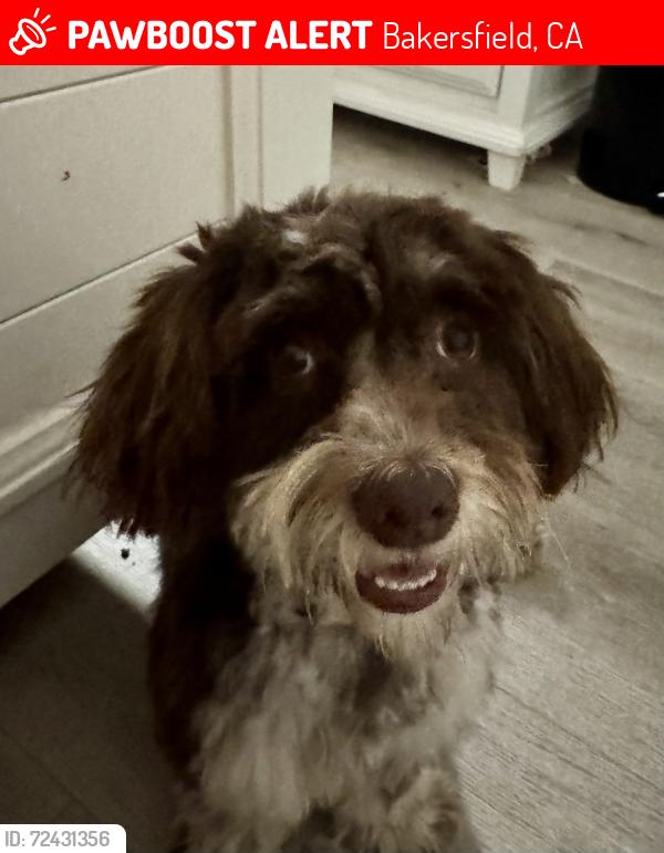Lost Male Dog last seen Loma Linda & Jeffrey , Bakersfield, CA 93305
