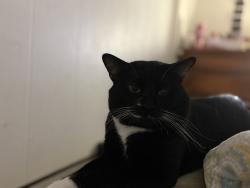 Lost Male Cat last seen Last seen by 59th street, West Allis, WI 53214