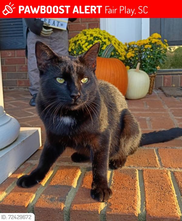 Lost Male Cat last seen Near Isbell rd and highway 182, Fair Play, SC 29643