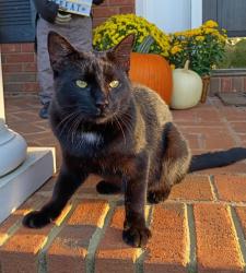 Lost Male Cat last seen Near Isbell rd and highway 182, Fair Play, SC 29643