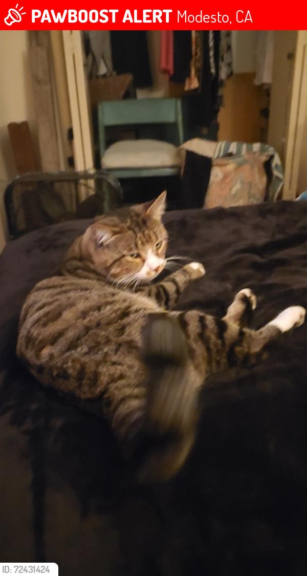 Lost Male Cat last seen Sylvan Meadows drive, Modesto, CA 95350