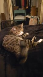 Lost Male Cat last seen Sylvan Meadows drive, Modesto, CA 95350