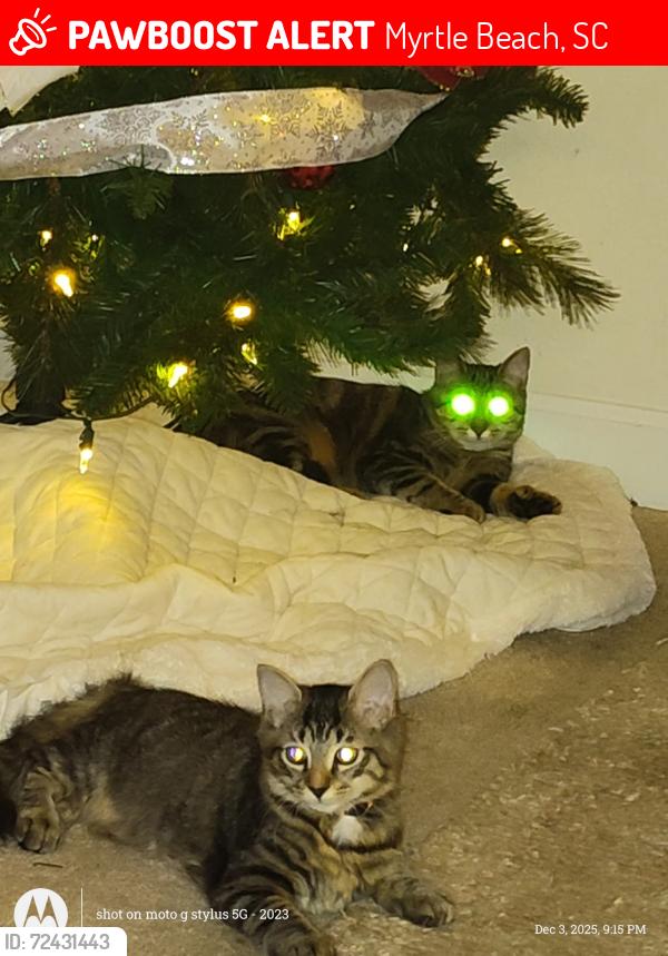 Lost Female Cat last seen Avalon, Myrtle Beach, SC 29579