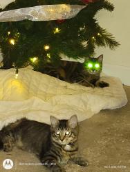 Lost Female Cat last seen Avalon, Myrtle Beach, SC 29579