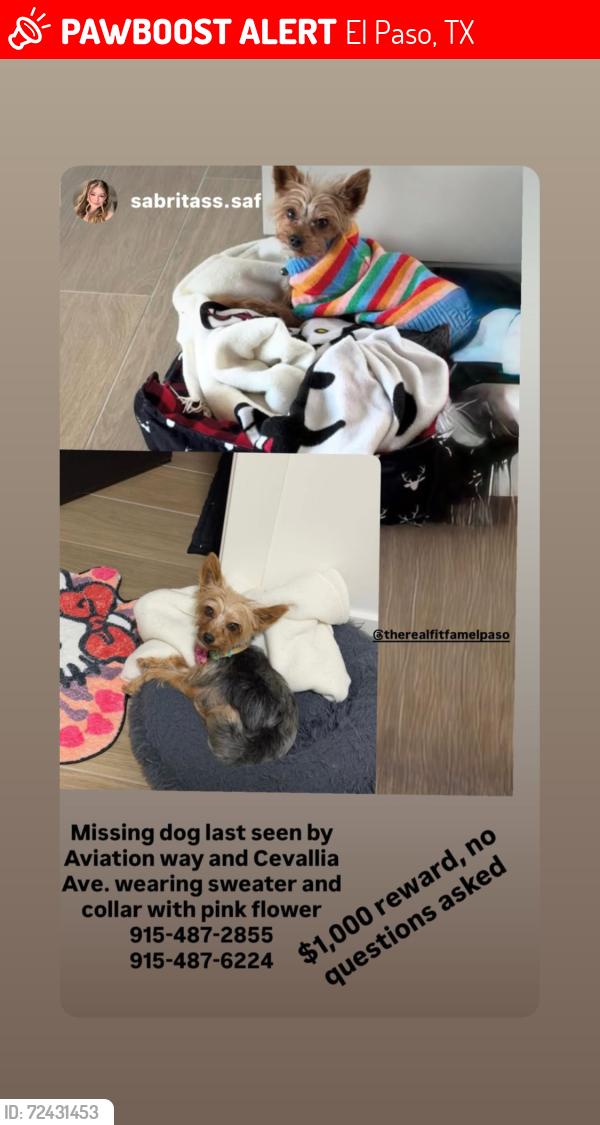 Lost Female Dog last seen Cevallia and aviation way, El Paso, TX 79928