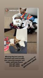 Lost Female Dog last seen Cevallia and aviation way, El Paso, TX 79928