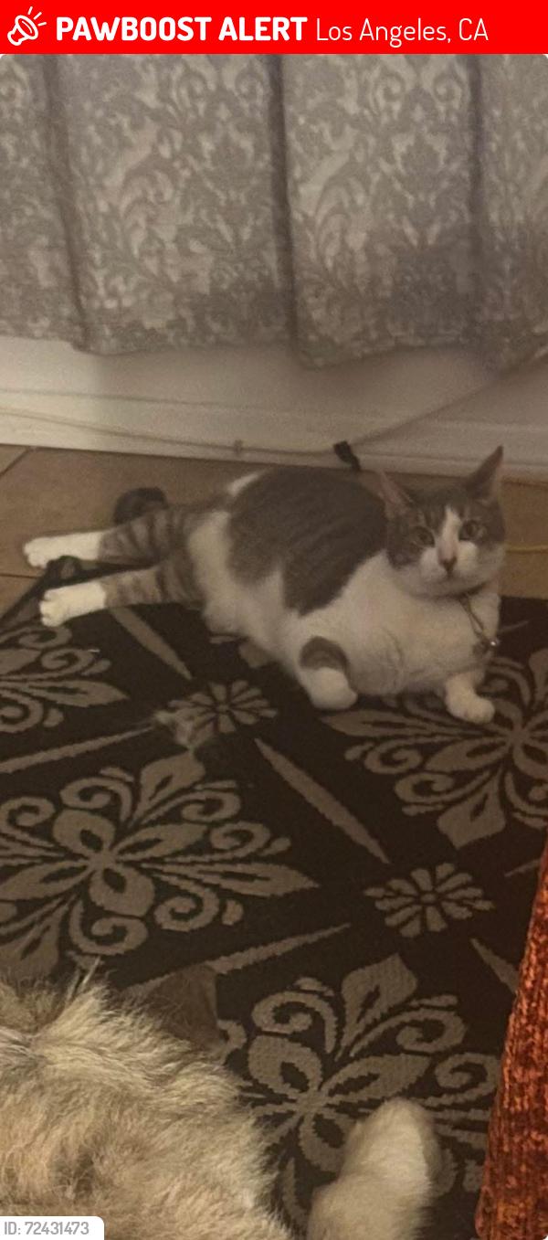 Lost Male Cat last seen Triggs St., Los Angeles, CA 90040