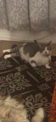 Lost Male Cat last seen Triggs St., Los Angeles, CA 90040