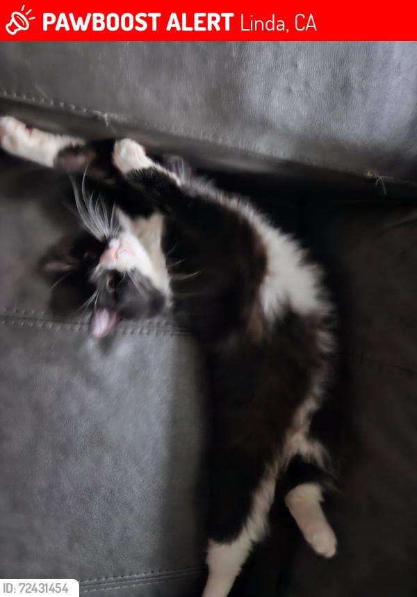 Lost Male Cat last seen Tyler Ave Marysville CA, Linda, CA 95901