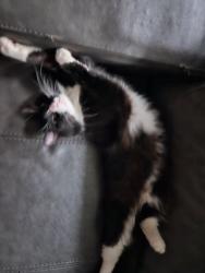 Lost Male Cat last seen Tyler Ave Marysville CA, Linda, CA 95901