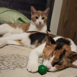 Lost Female Cat last seen Down CR 5840 at the dead end of it, Shallowater, TX 79363