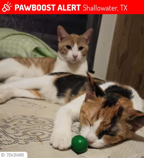 Lost Female Cat last seen Down CR 5840 at the dead end of it, Shallowater, TX 79363