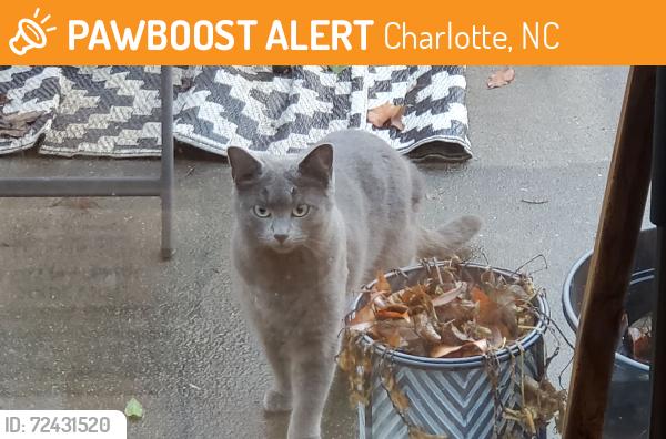 Found/Stray Unknown Cat last seen Shopton & Haines Mill Road, Charlotte, NC 28273