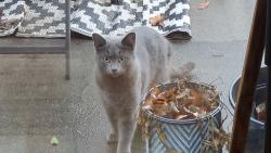Found/Stray Unknown Cat last seen Shopton & Haines Mill Road, Charlotte, NC 28273