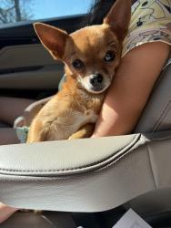 Lost Female Dog last seen Cactus lane and Prickly Pear St. , Edinburg, TX 78541