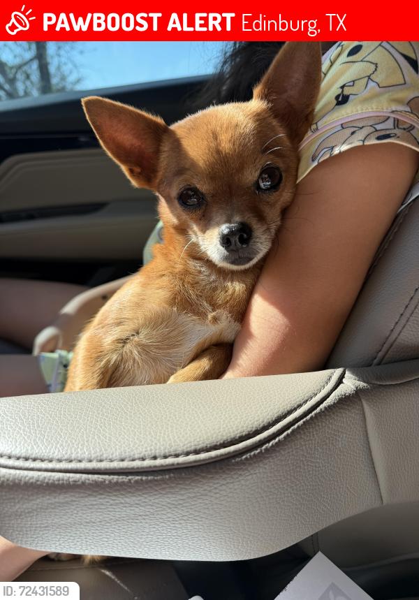 Lost Female Dog last seen Cactus lane and Prickly Pear St. , Edinburg, TX 78541