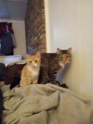 Lost Male Cat last seen Parking lot behind Dr.Escobar Office , Port St. Lucie, FL 34952