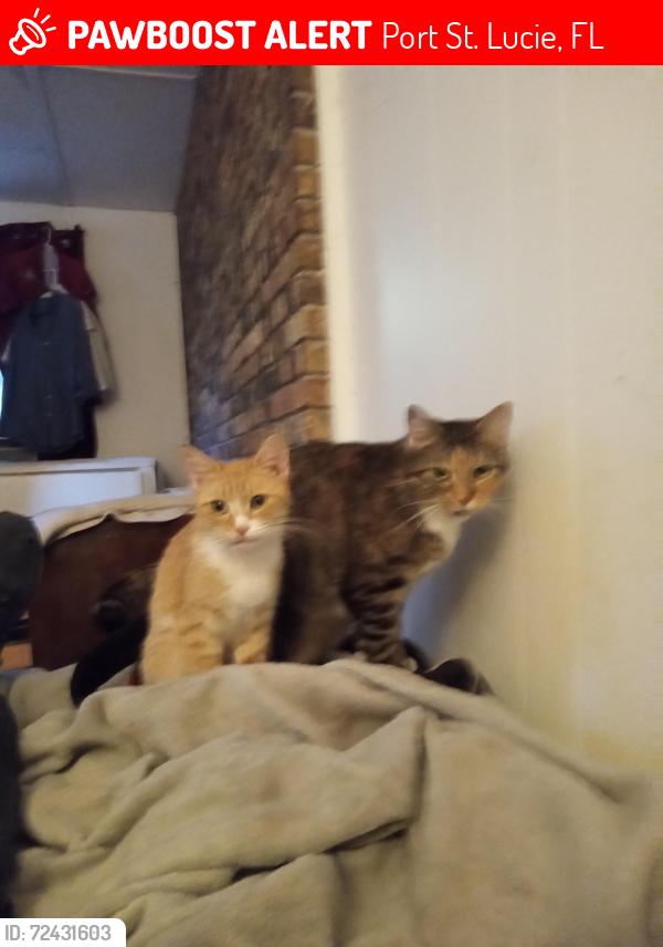 Lost Male Cat last seen Parking lot behind Dr.Escobar Office , Port St. Lucie, FL 34952