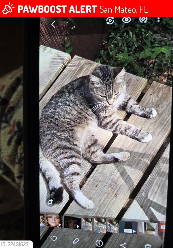 Lost Female Cat last seen North Boundry Road , San Mateo, FL 32187