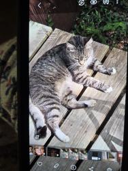 Lost Female Cat last seen North Boundry Road , San Mateo, FL 32187
