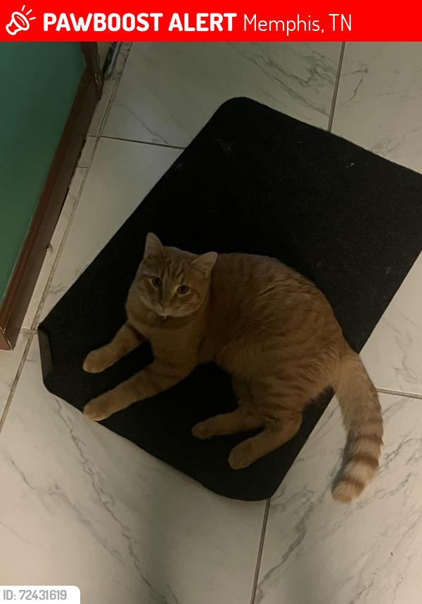 Lost Male Cat last seen Stateline , Memphis, TN 38125