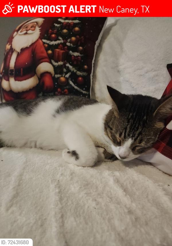 Lost Male Cat last seen Near Donnie Court, New Caney ,Tx, New Caney, TX 77357